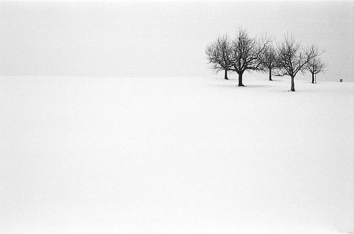 photography of black trees with snow, Hütten, Ilford Delta, photography, black, trees, Capucho, Rollei 35, Rollei 35S, Film, Analog, Analogue, 35mm, Grain, Landscape Photography, Switzerland, Zurich, Black  White, B/W, Creative Commons, Flickr, Scout, prime lens, eyed, Snap, tog, tree, winter, nature, snow, landscape, outdoors, rural Scene, cold - Temperature, white, season, HD wallpaper
