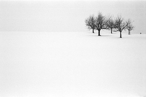 photography of black trees with snow, Hütten, Ilford Delta, photography, black, trees, Capucho, Rollei 35, Rollei 35S, Film, Analog, Analogue, 35mm, Grain, Landscape Photography, Switzerland, Zurich, Black  White, B/W, Creative Commons, Flickr, Scout, prime lens, eyed, Snap, tog, tree, winter, nature, snow, landscape, outdoors, rural Scene, cold - Temperature, white, season, HD wallpaper HD wallpaper