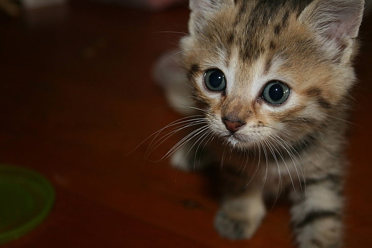 коричневый и белый котенок, кот, котята, зеленые глаза, усы, детские животные, HD обои