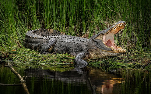 animals, crocodiles, HD wallpaper HD wallpaper