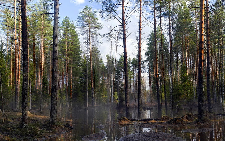 Holz, Bäume, Frühling, Flut, HD-Hintergrundbild