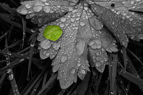 сива скала снимка на листа с капка дъжд, капки, сива скала, снимка, листо, капка, дъжд, panasonic, селективен, оцветяване, вода, природа, макро, наблизо, Франция, френски, едър план, растение, роса, мокър, HD тапет HD wallpaper