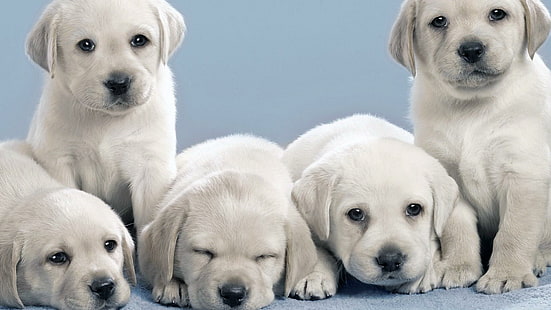 cuccioli, cagnolini, cani, cagnolini, Sfondo HD HD wallpaper