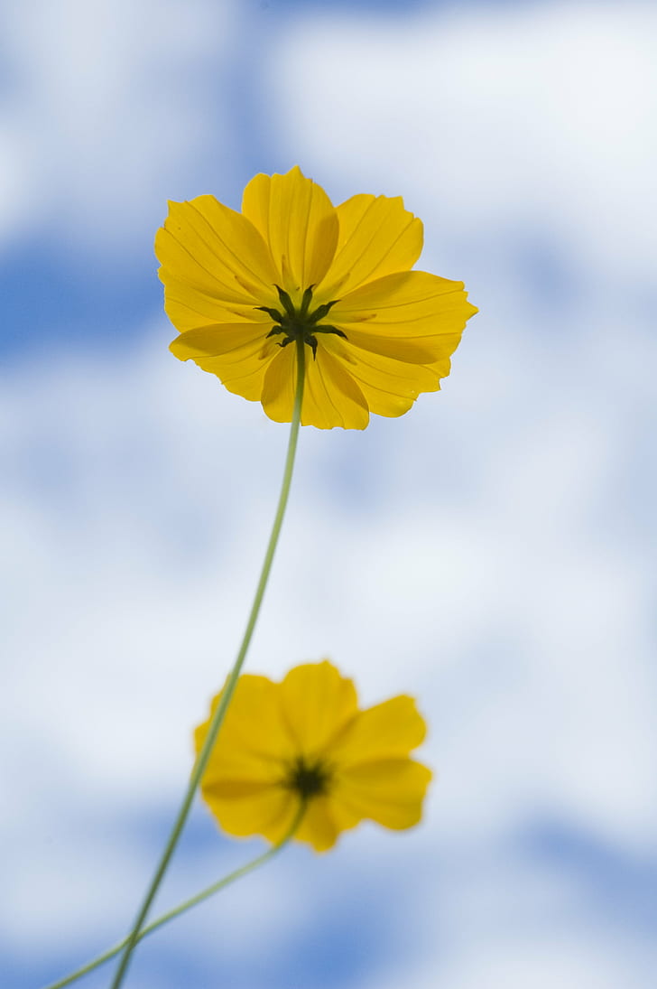 yellow Cosmos flower, Duo, Cosmos, flower  flower, yellow  blue, nature, flower, yellow, plant, summer, springtime, daisy, meadow, outdoors, petal, beauty In Nature, HD wallpaper