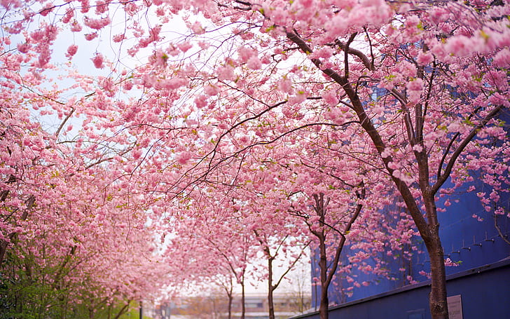 Cherry Blossom Flowers Tree Pink HD, ธรรมชาติ, ดอกไม้, ต้นไม้, สีชมพู, ดอก, เชอร์รี่, วอลล์เปเปอร์ HD