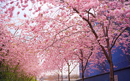 Cherry Blossom Flowers Tree Pink HD, natur, blommor, träd, rosa, blomning, körsbär, HD tapet HD wallpaper