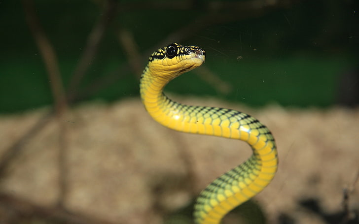 yellow and green snake, snake, small, aggressive, HD wallpaper