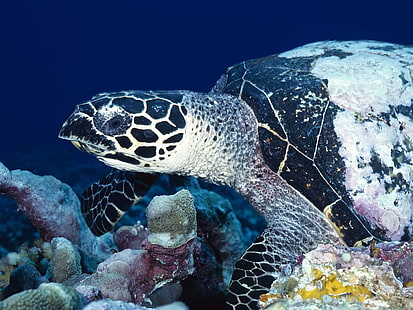 черна и сива костенурка в дълбоко море, черна и сива, костенурка, в дълбоко, дълбоко море, водна, водно тяло, естествена, природа, океан, море, морски живот, орган, органичен, дива природа, под вода, животно, морски живот, наблизо, Костенурка логгерхед, Папуа Нова Гвинея, влечуго, Морска костенурка, ходене, морски, син, заглавие, Под морето, едър план, никой, отблизо, море, риф, зелена костенурка, HD тапет HD wallpaper
