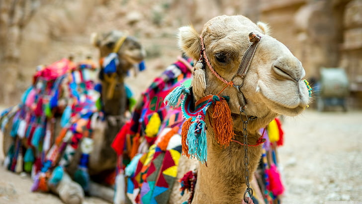 Camel, cute animals, funny, HD wallpaper