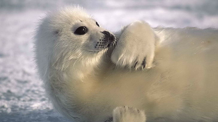 Seal Harp Seal HD, animales, foca, arpa, Fondo de pantalla HD