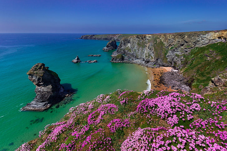 pink petaled flowers, sea, flowers, rocks, coast, England, Cornwall, Bedruthan Steps, Celtic Sea, seaside thrift, HD wallpaper