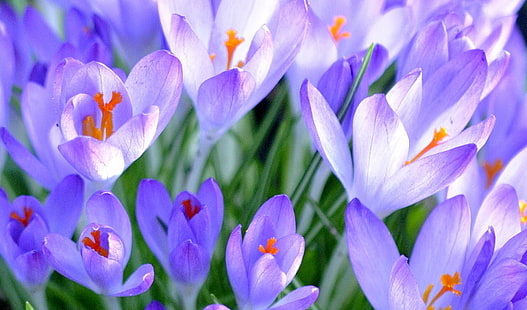 naturaleza, planta, flor, púrpura, azafrán, naturaleza, planta, flor, púrpura, primavera, pétalo, flor Cabeza, frescura, belleza de la naturaleza, primer plano, color rosa, Fondo de pantalla HD HD wallpaper