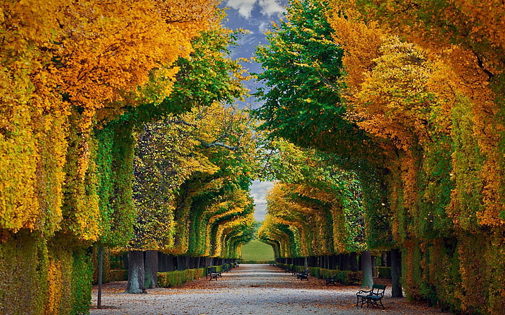 Man Made, Garden, Austria, Fall, Foliage, Schonbrunn Palace Gardens, Tree, Vienna, HD wallpaper