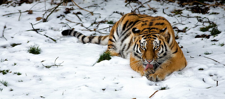 Кошки, Тигр, Животные, Сибирский тигр, Снег, Зима, HD обои