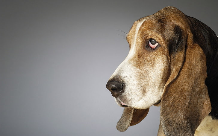 ヘビーボディハッシュ子犬バセットハウンド動物犬HDアート、ヘビーボディ、ハッシュ子犬、長い耳、短い脚、 HDデスクトップの壁紙