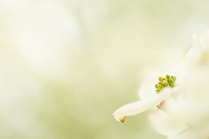 クローズアップ写真、喜び、春の白と緑の花、春の白、緑、花、クローズアップ、写真、キヤノン、ハナミズキ、マクロ、自然、植物、埼玉日本、ハナミズキ、日本、市、 HDデスクトップの壁紙