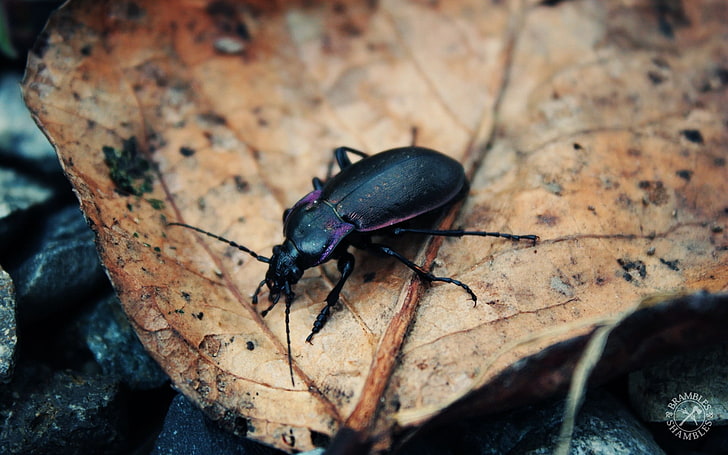 black ground beetle, beetle, insect, grass, leaves, dry, crawling, mud, HD wallpaper