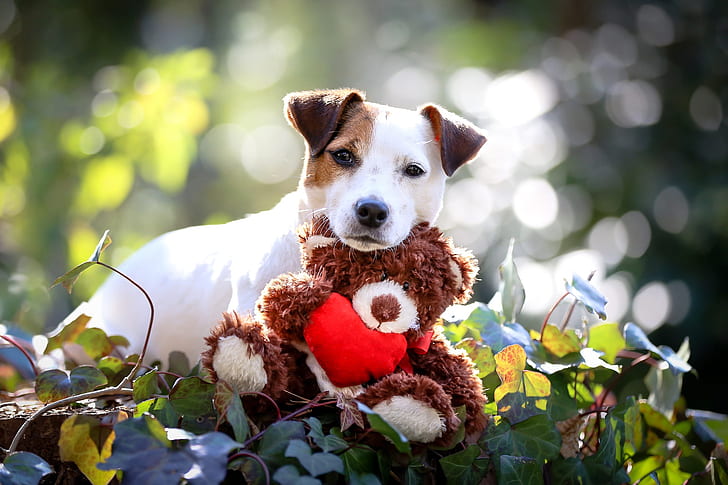 white, look, leaves, light, nature, background, toy, portrait, dog, baby, bear, cute, puppy, face, Teddy, bokeh, Milota, ivy, Liana, soft toy, Mishutka, with spots, little dogs, HD wallpaper