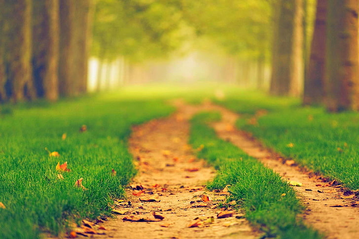 foto fokus selektif rumput hijau, jalan, musim gugur, hutan, daun, pohon, alam, taman, warna, warna-warni, berjalan, jalan, musim gugur, Wallpaper HD