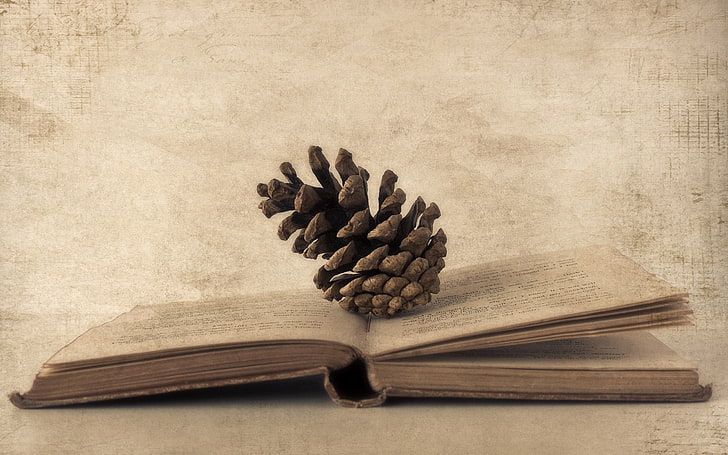 gray pine cone, book, cones, paper, old photos, HD wallpaper