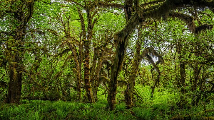 nature, forest, trees, USA, Olympic National Park, Washington, moss, plants, spring, HD wallpaper
