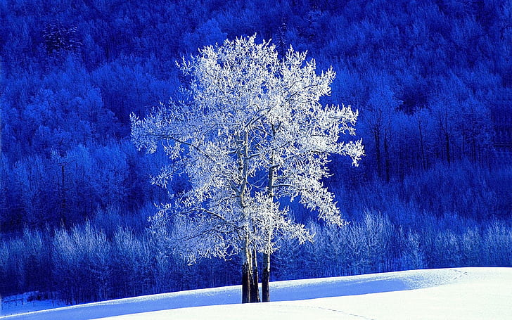 単独で凍結、風景、霜、自然、一人で、木、ze、白、森、雪、冬、自然とl、 HDデスクトップの壁紙