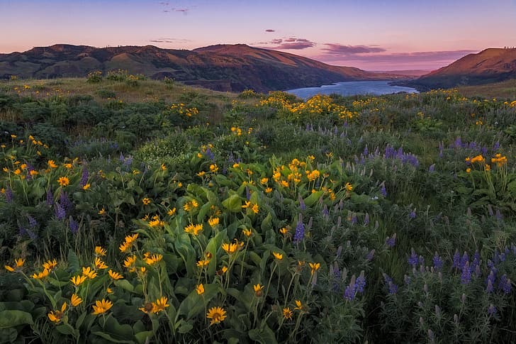 flowers, mountains, river, meadow, Oregon, Columbia River, lupins, Columbia River Gorge, the Columbia river, the Columbia river gorge, balsamorhiza, Rowena, Tom McCall Preserve, Preserve Tom McCall, HD wallpaper