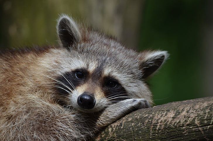brown raccoon, raccoon, snout, animal, lying, HD wallpaper
