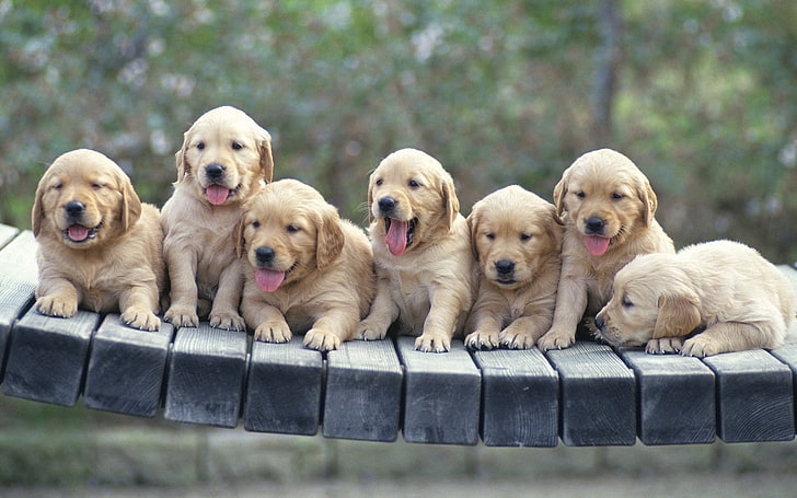 golden retriever anak anjing, anak anjing, anjing, banyak, Wallpaper HD