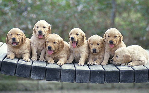 Golden retriever cachorro, cachorros, perros, muchos, Fondo de pantalla HD HD wallpaper