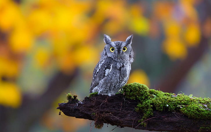 Owl Nature, nature, HD wallpaper