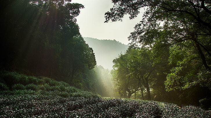 gröna blad träd, natur, Kina, Hangzhou, West Lake, dimma, solstrålar, HD tapet