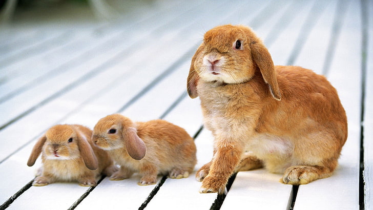 brown rabbit, rabbit, pups, floors, HD wallpaper