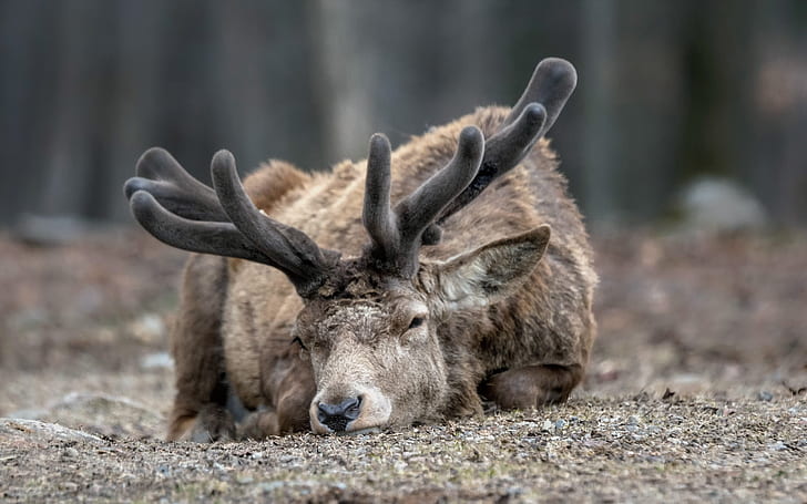Sleepy Deer, deer, HD wallpaper