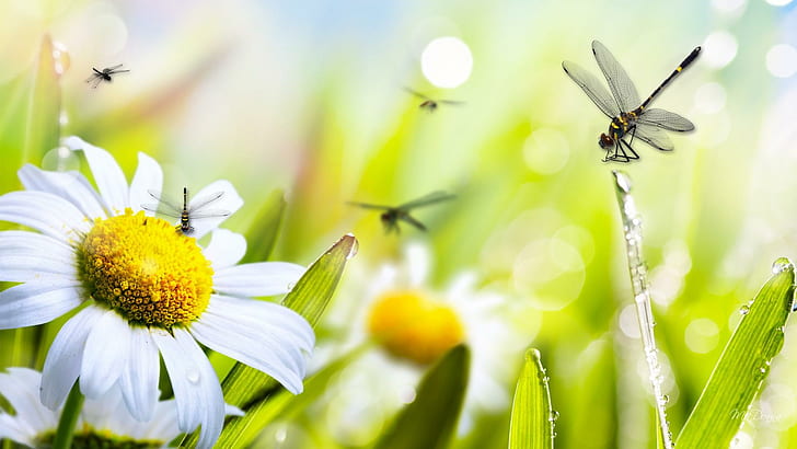 Daisy Dragonfly Duet, sol, manzanilla, fade, jardín, flores, flores, margaritas, primavera, fragante, libélula, luz, Fondo de pantalla HD