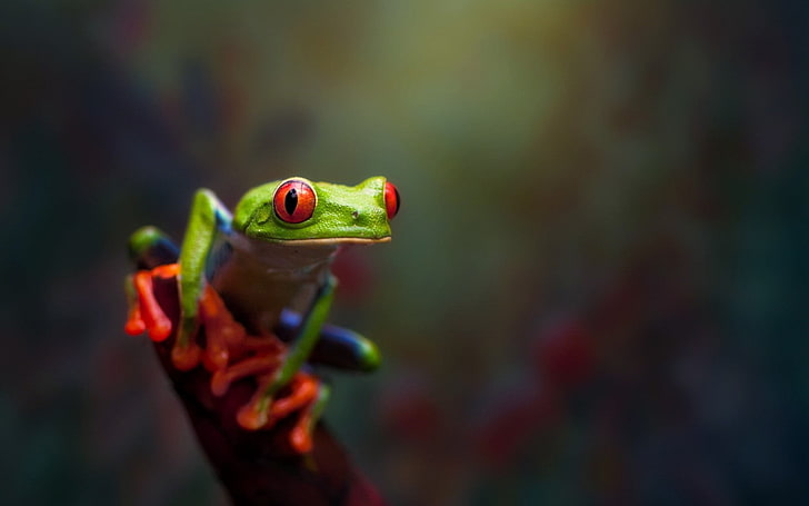 green frog, animals, frog, amphibian, Red-Eyed Tree Frogs, HD wallpaper