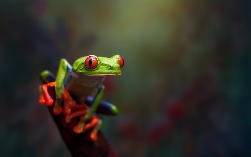 green frog, animals, frog, amphibian, Red-Eyed Tree Frogs, HD wallpaper HD wallpaper