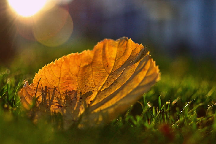 selective focus photography of dried maple leaf on green grass, Summer's Gone, Explored, selective focus, photography, dried, maple leaf, green grass, autumn  fall, sun, seasons, nature, leaf, autumn, outdoors, season, yellow, forest, plant, green Color, sunlight, backgrounds, beauty In Nature, HD wallpaper