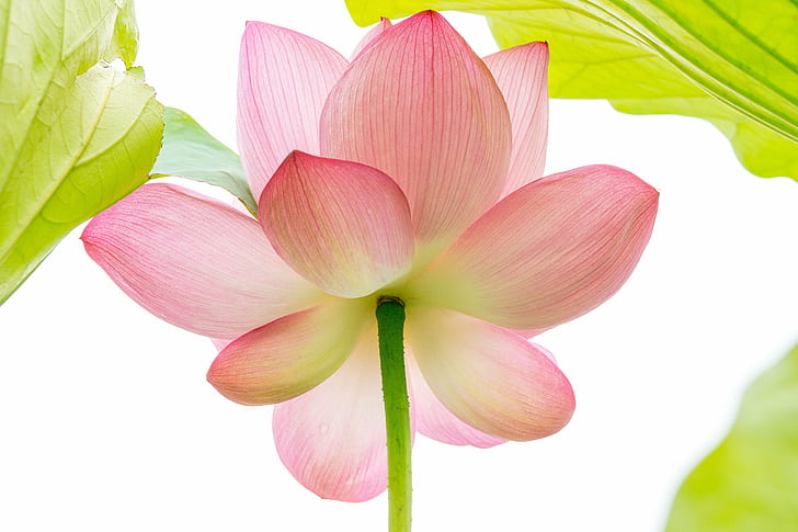 розовый и белый лотос, Глядя вверх, розовый, белый лотос, Sankeien, Сад, Иокогама, цветок лотоса, 蓮, 日本, Sony α99, DSLR, A-mount, SAL70300G, F4.5, SSM, SLT-A99V, природа, лепесток, растение, головка цветка, розовый цвет, цветок, лист, жасмин, ботаника, HD обои