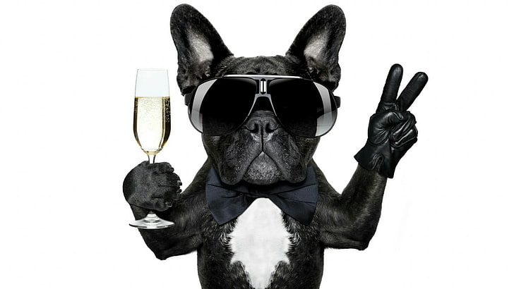 chien, célébrer, champagne, race de chien, museau, lunettes, bouledogue français, réveillon, drôle, mignon, bouledogue, Fond d'écran HD