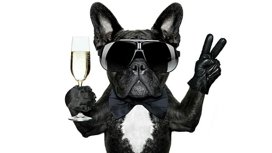 chien, célébrer, champagne, race de chien, museau, lunettes, bouledogue français, réveillon, drôle, mignon, bouledogue, Fond d'écran HD HD wallpaper
