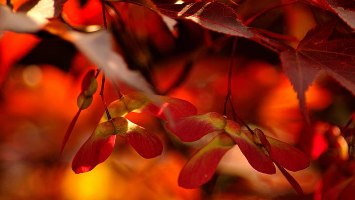 fleurs, feuilles, rouge, plantes, Fond d'écran HD