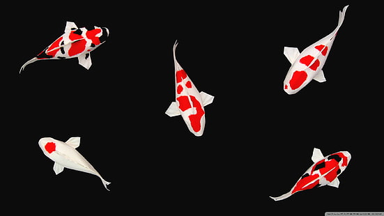 Fische, Koi, Fisch, Koi Fisch, Teich, HD-Hintergrundbild HD wallpaper
