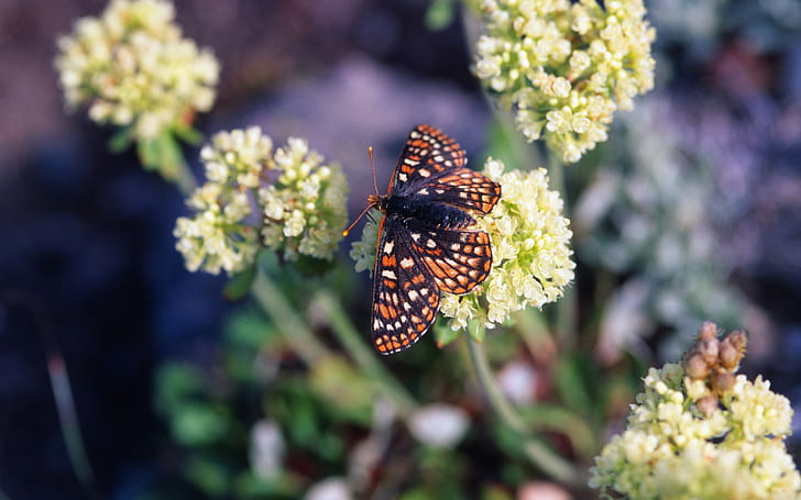 Blumen, Natur, Schmetterling, Insekt, HD-Hintergrundbild
