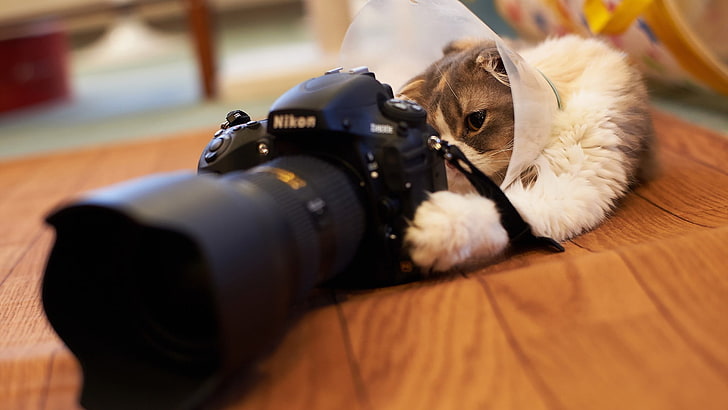 fotocamera DSLR nera Nikon, gatto, fotocamera, animali, superficie in legno, profondità di campo, Nikon, Sfondo HD