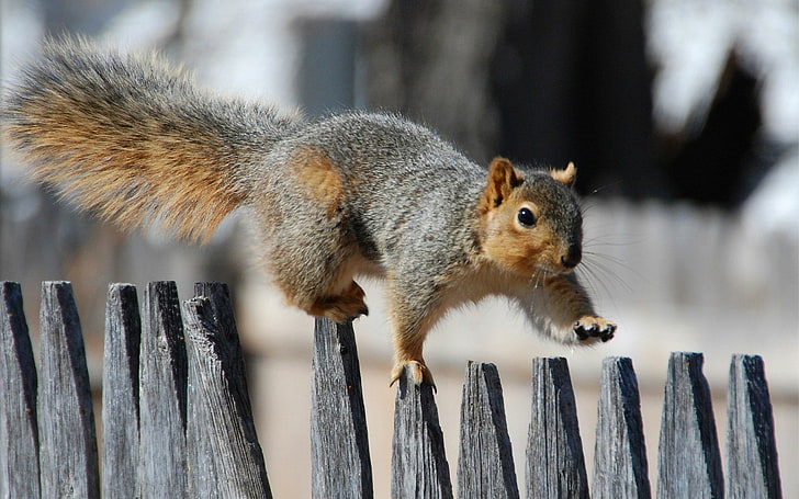 gray and brown squirrel, squirrel, intake, walk, fur, HD wallpaper