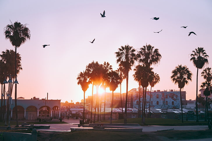 gröna palmer, palmer, gryning, fåglar, Venice Beach, Los Angeles, USA, HD tapet