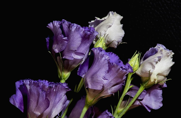 purple and white petaled flowers bouquet\, russell lisianthus, eustoma, flowers, flower, black background, HD wallpaper