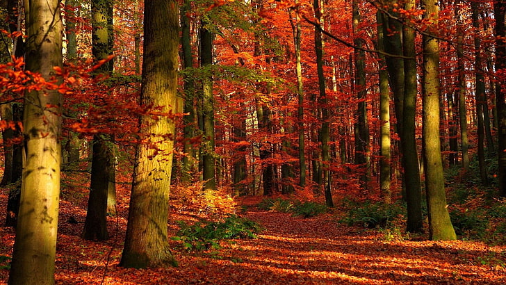 natur, november, lönn, höst, säsong, blad, skog, löv, lövverk, träd, gul, orange, gränd, oktober, träd, parkera, växt, mönster, färgrik, landskap, gyllene, färg, säsongsbetonad, design, ek, guld, brun, konsistens, ljus, flora, gren, väg, dekoration, naturlig, färger, trädgård, ljus, HD tapet