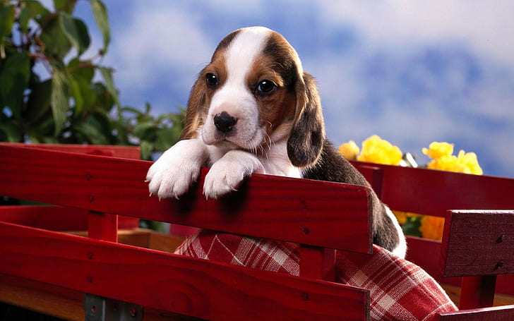 Puppy Beagle, HD wallpaper